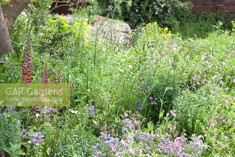 The Resilience Garden at Chelsea Flower Show 2019. Mixed woodland planting of pink ragged robin, blue-flowered borage, forget-me-not, linum perenne, red spired echium russicum, lupins, geranium phaeum, Designer: Sarah Eberle. Sponsored by Gravetye Manor Hotel and Restaurant, Kingscote Estate, Forestry Commission,Department for Environment, Food and Rural Affairs, Royal Botanic Gardens, Kew,Scottish Forestry, Scottish Government, Welsh Government 