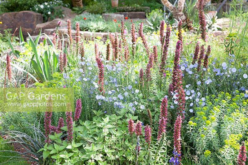 The Resilience Garden at RHS Chelsea Flower Show 2019. Planting includes: pink ragged robin, blue-flowered borage, forget-me-not, linum perenne, red spired echium russicum, lupins, geranium phaeum, Designer: Sarah Eberle. Sponsored byGravetye Manor Hotel and Restaurant, Kingscote Estate, Forestry Commission,Department for Environment, Food Food and Rural Affairs, Royal Botanic Gardens, Kew,Scottish Forestry, Scottish Government, Welsh Government
