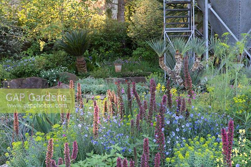 The Resilience Garden at RHS Chelsea Flower Show 2019. Border planting includes: Echium, Euphorbia and Linum perenne – Designer: Sarah Eberle - Sponsor: Greenfingers Charity