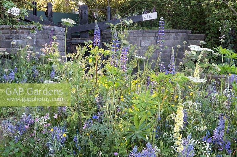 The Welcome to Yorkshire Garden – planting of lupins, delphinium, Camassia leichtlinii and perennial meadow plants - Designer: Mark Gregory  - Sponsor: The RHS