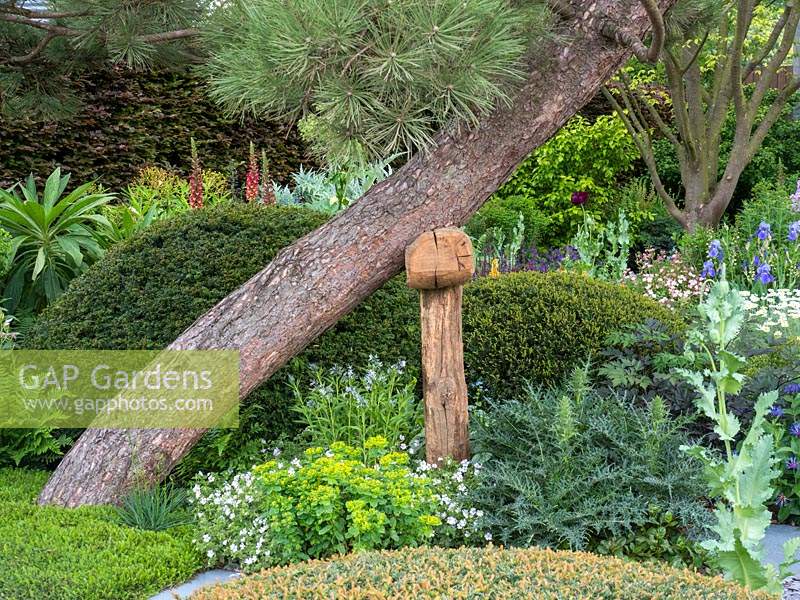 The Morgan Stanley Garden . A Sustainable garden based around herbaceous planting  with the curving Pinus nigra austriaca adding shape and form with its curved trunk supported by a wooden hammer shaped stake - Designer: Chris Beardshaw  - Sponsor: Morgan Stanley
