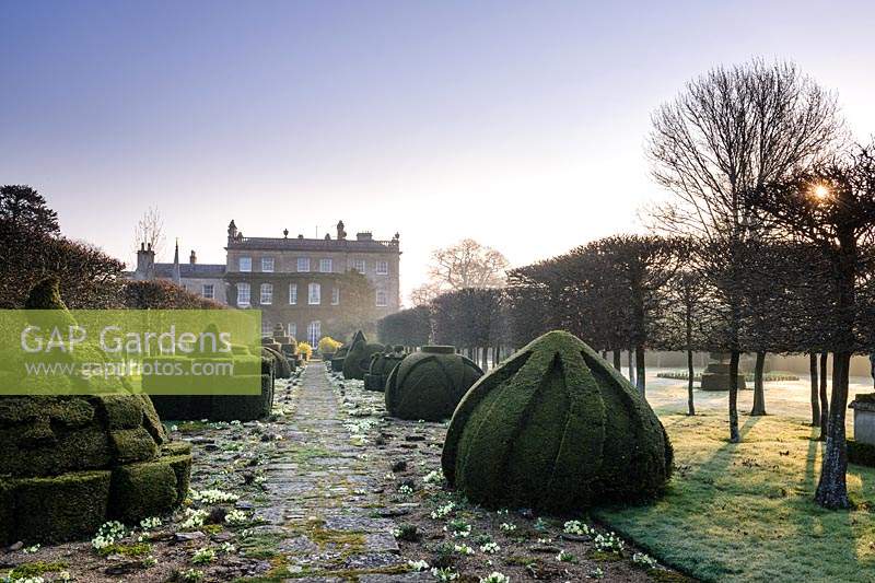 The Thyme Walk with Golden Yew Topiary, Highgrove Garden in March, 2019.