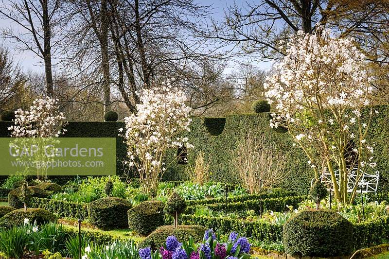 Formal flowerbeds bordered with clipped hedging in The Sundial Garden, Highgrove, March, 2019.