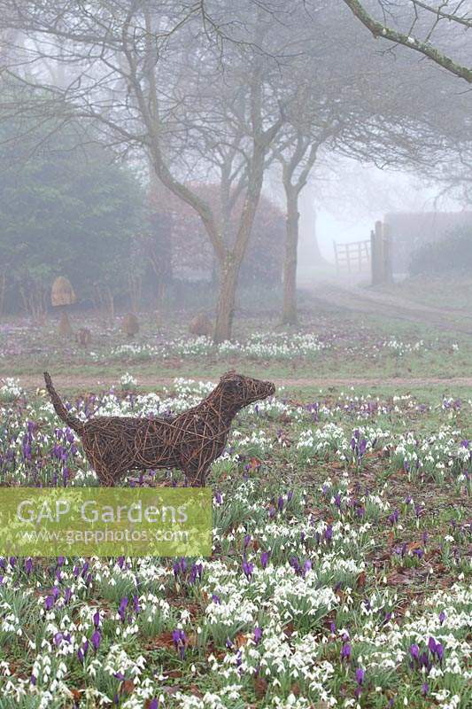 Woven dog sculpture stands among flowering snowdrops and Crocus in The Woodland Garden, Highgrove, February, 2019. 