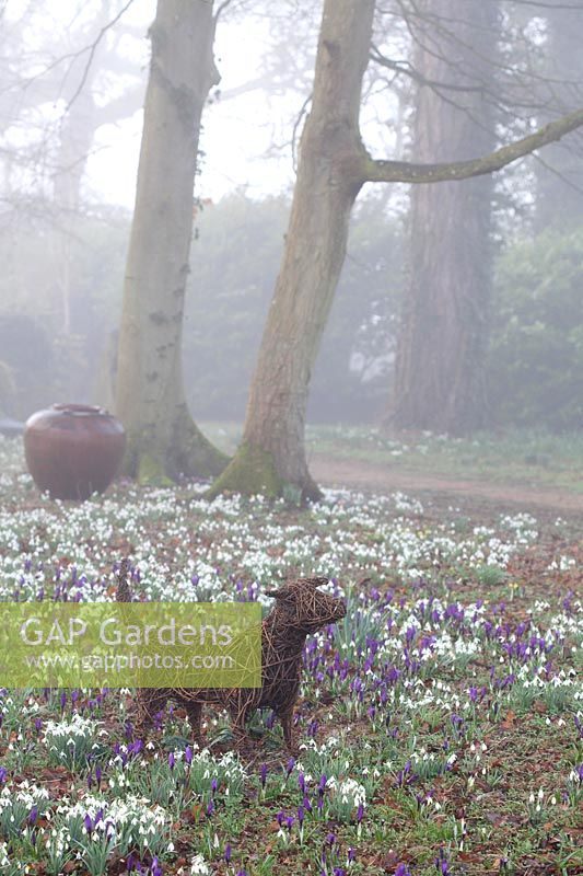 Woven dog sculpture stands among flowering snowdrops and Crocus in The Woodland Garden, Highgrove, February, 2019.
