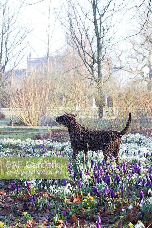 Willow sculpture of Tigga among crocuses and snowdrops in The Meadow, Highgrove, February, 2019. 