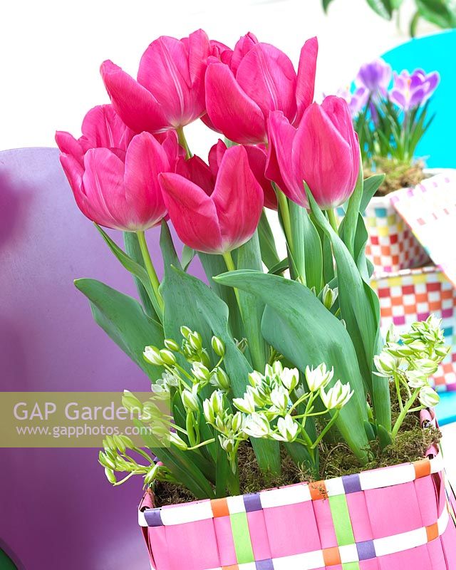 Ornithogalum, Tulipa Sweet Rosy