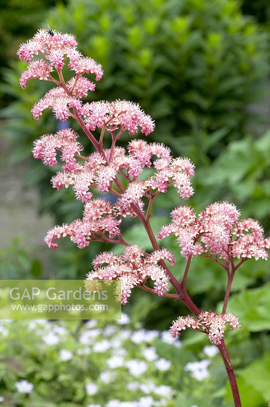 Rodgersia pinnata Fireworks Â®