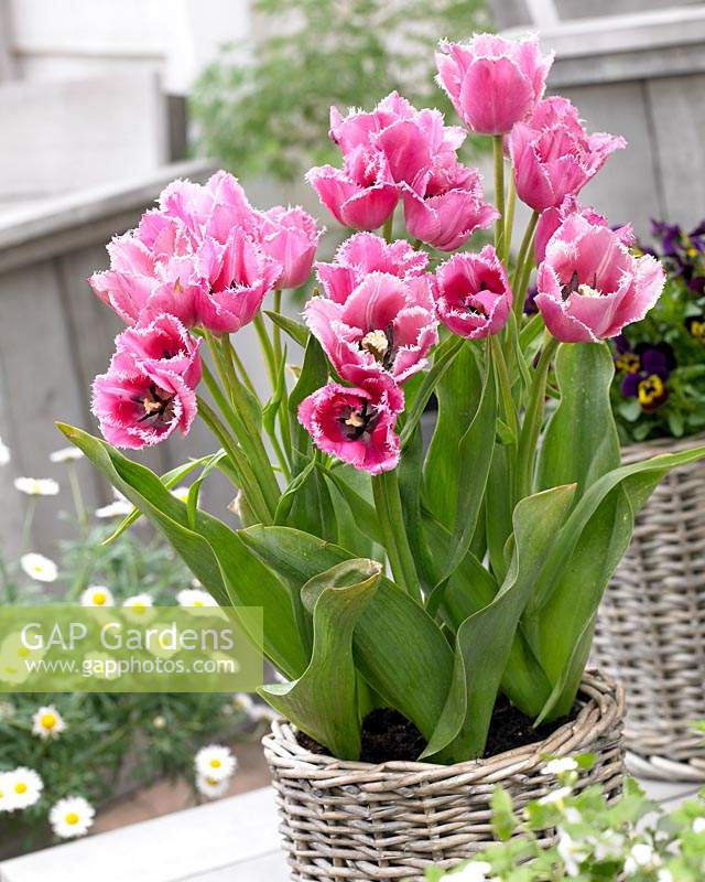 Tulipa Fringed Family