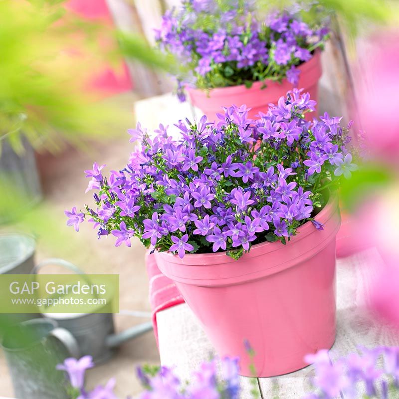 Campanula portenschlagiana Catharina compact