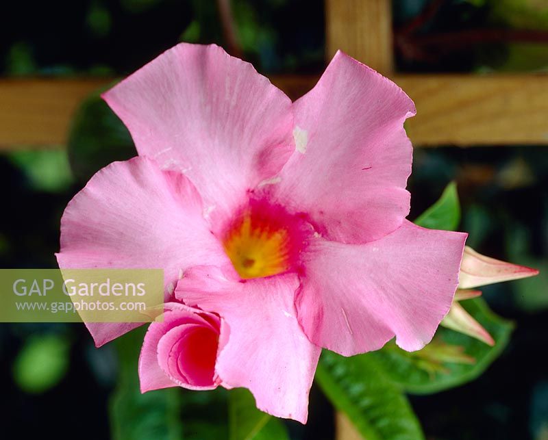 Mandevilla amabilis Alice du Pont