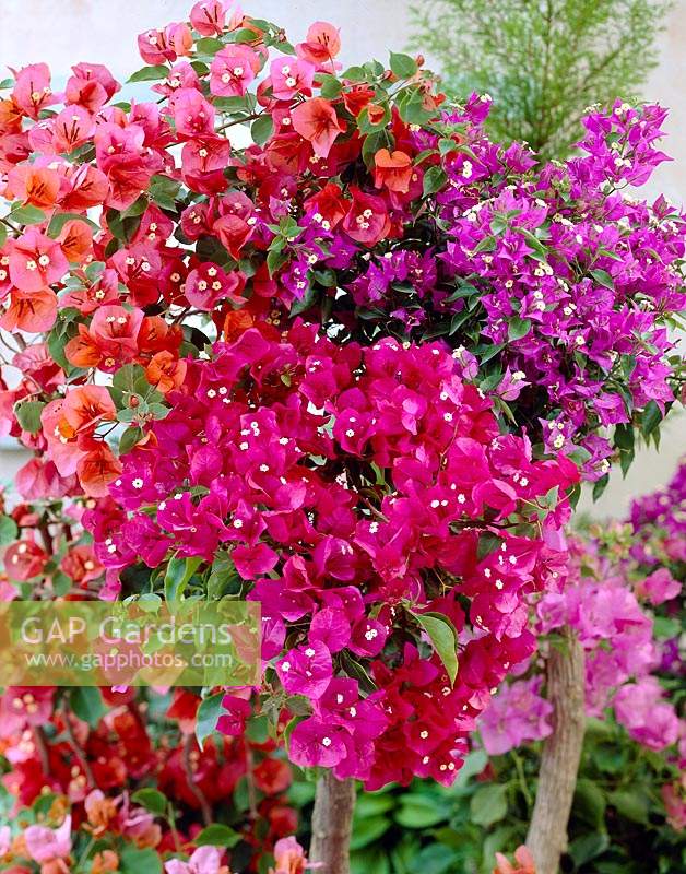 Bougainvillea mixed