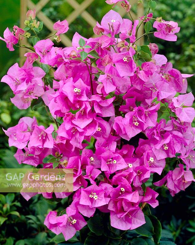 Bougainvillea pink