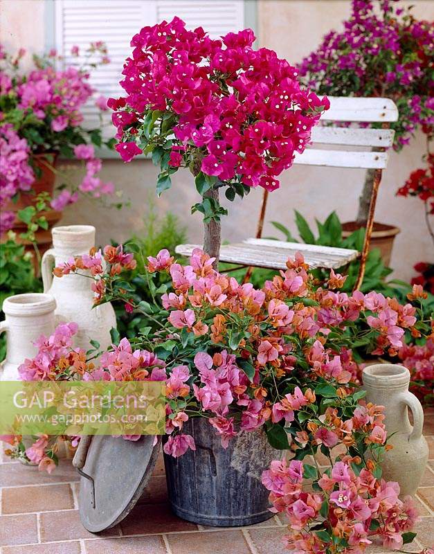 Bougainvillea mixed