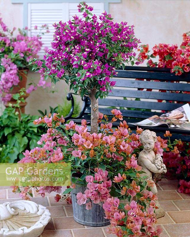 Bougainvillea mixed