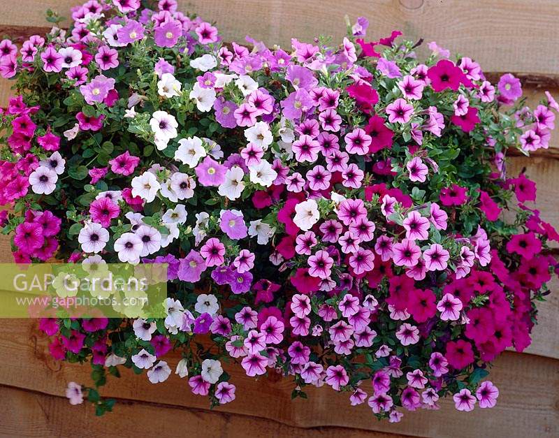 Petunia mixed