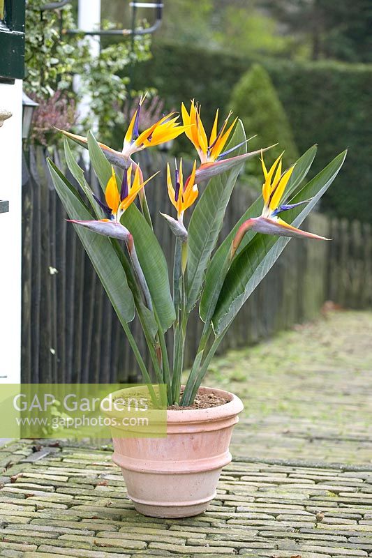 Strelitzia 