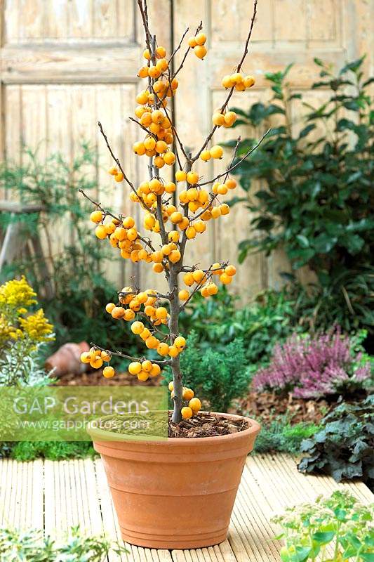 Malus Golden Hornet