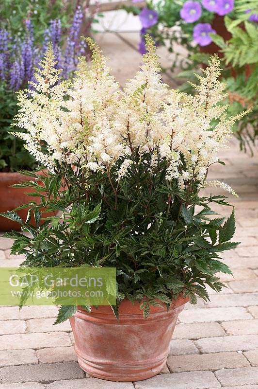 Astilbe white