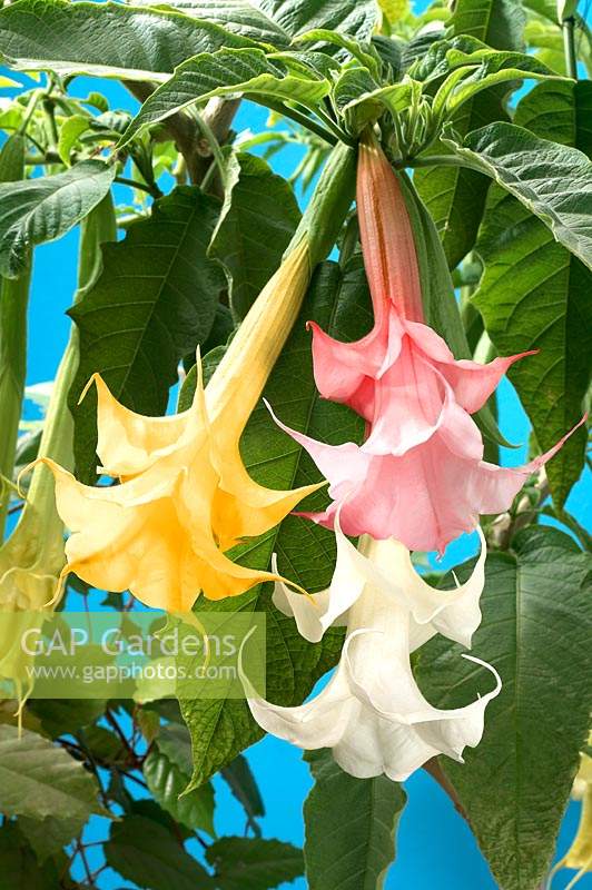 Brugmansia Double Tr Stock Photo By Visions Image 0981869