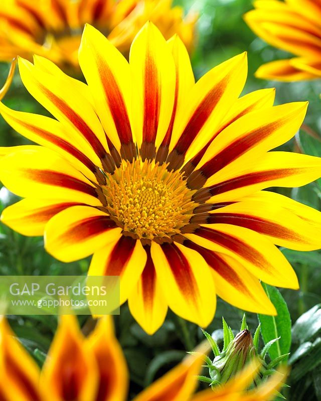 Gazania bicolor