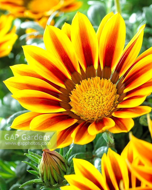 Gazania bicolor