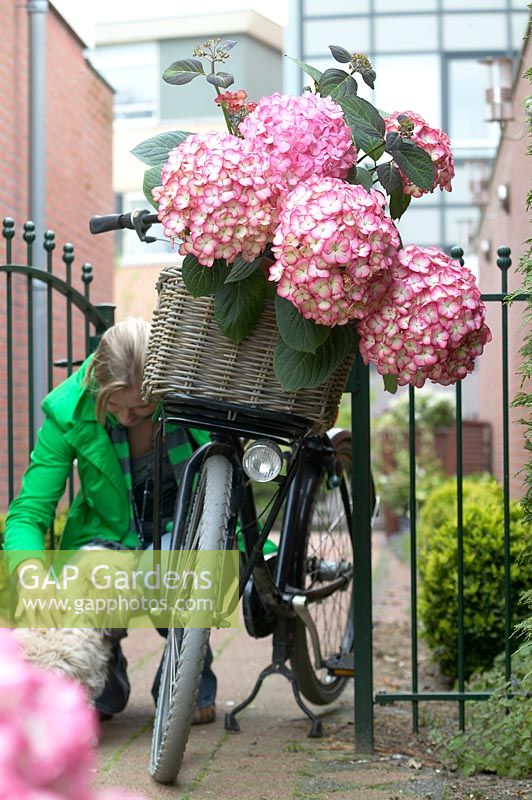 Hydrangea macrophylla Yvonne