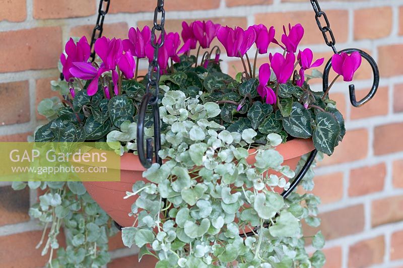 Cyclamen in hanging basket