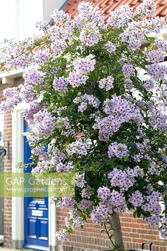 Bougainvillea lilac