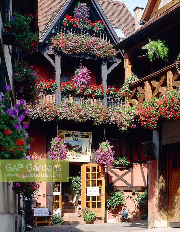 Summer window boxes and hanging baskets