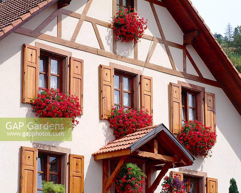 Pelargonium in window boxes