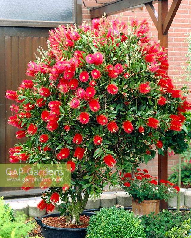 Callistemon