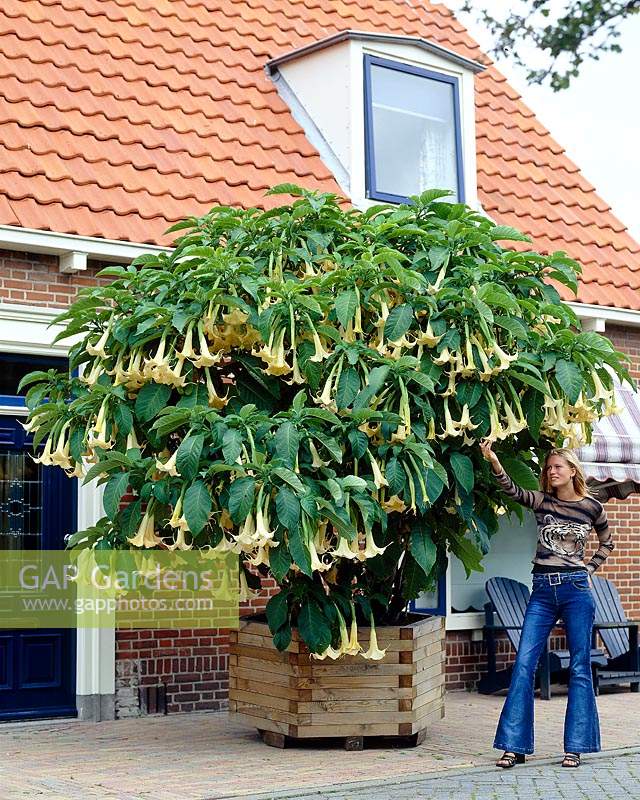 Brugmansia yellow