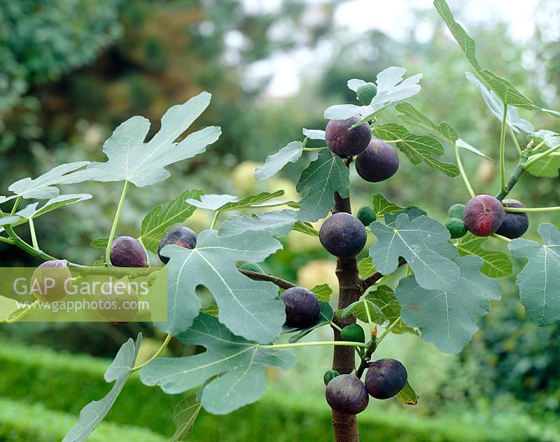 Ficus carica