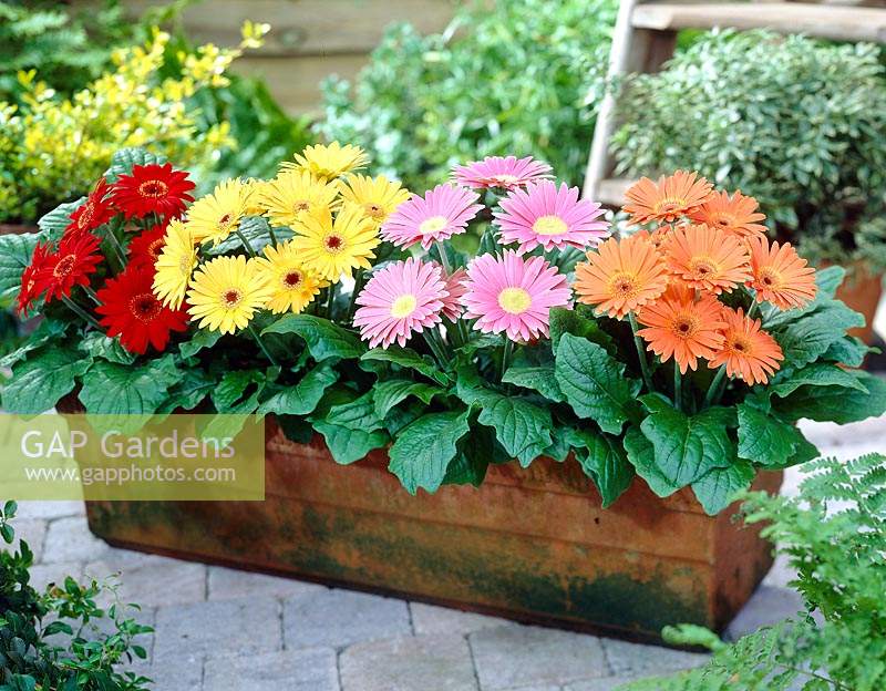 Gerbera Fortune mixed