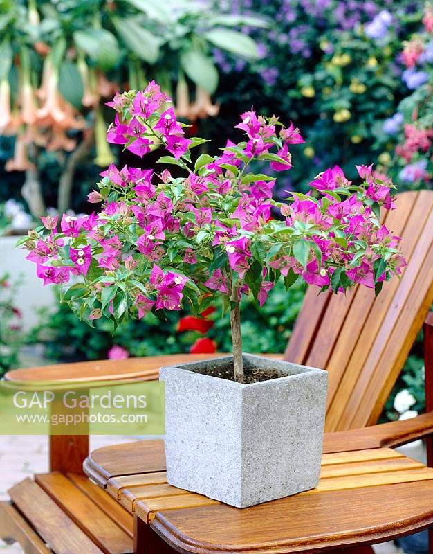 Bougainvillea purple