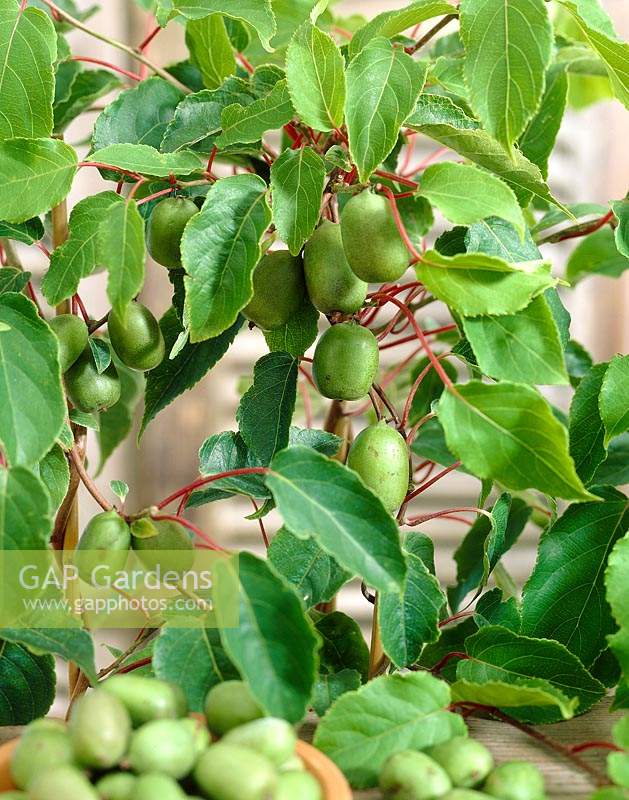 Actinidia arguta Weiki