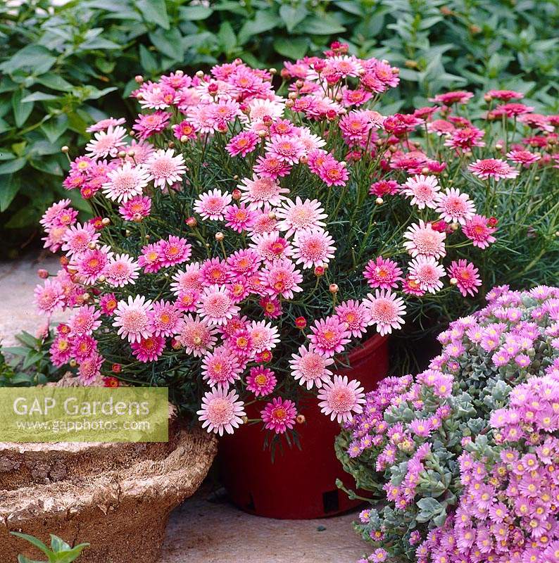 Argyranthemum frutescens Vancouver