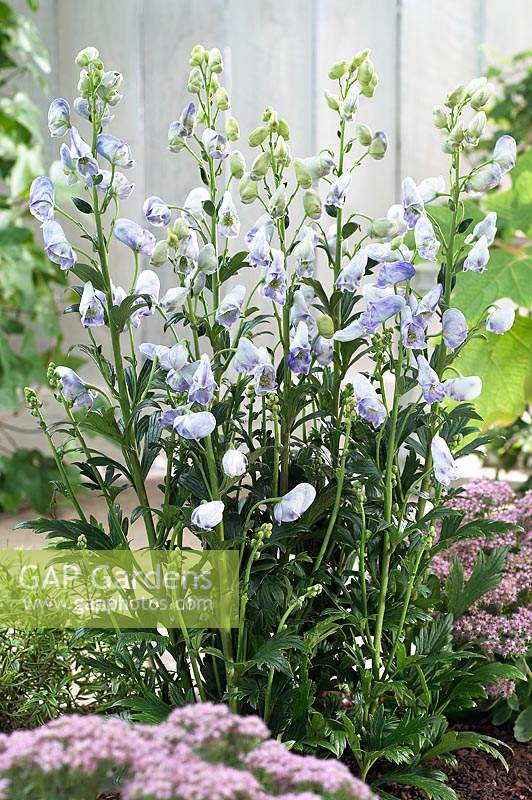 Aconitum Cloudy