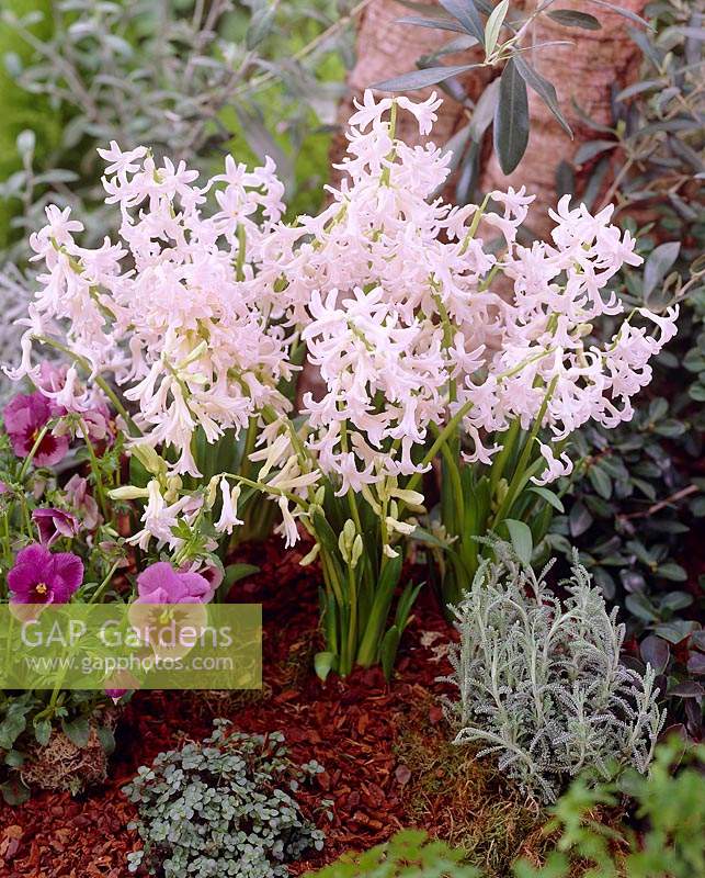 Hyacinthus orientalis White Festival
