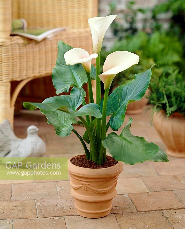 Zantedeschia Pink Mist