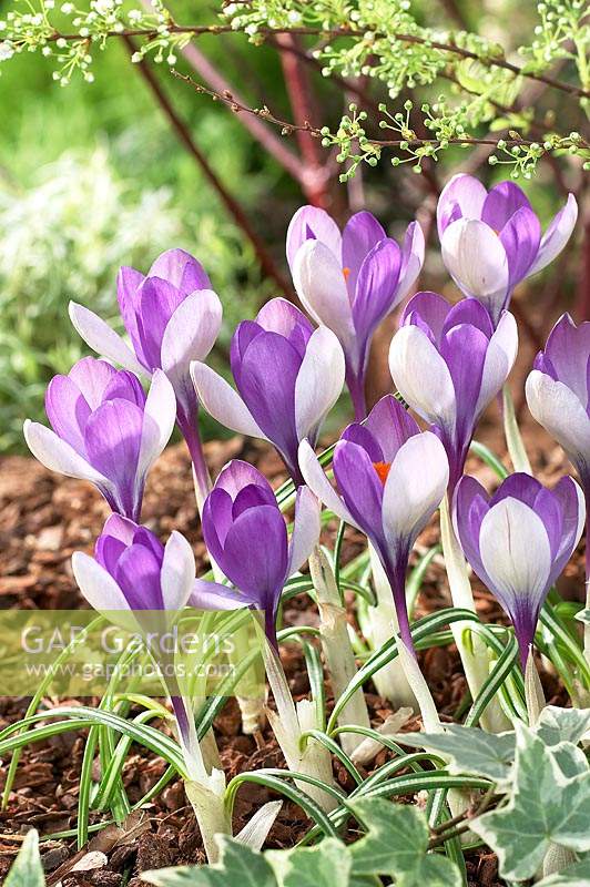 Crocus vernus Yalta