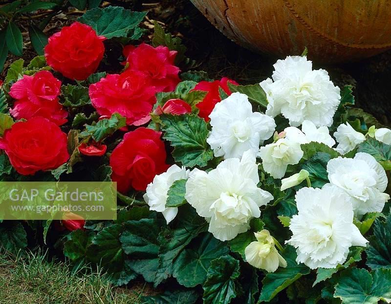 Begonia Memory collection