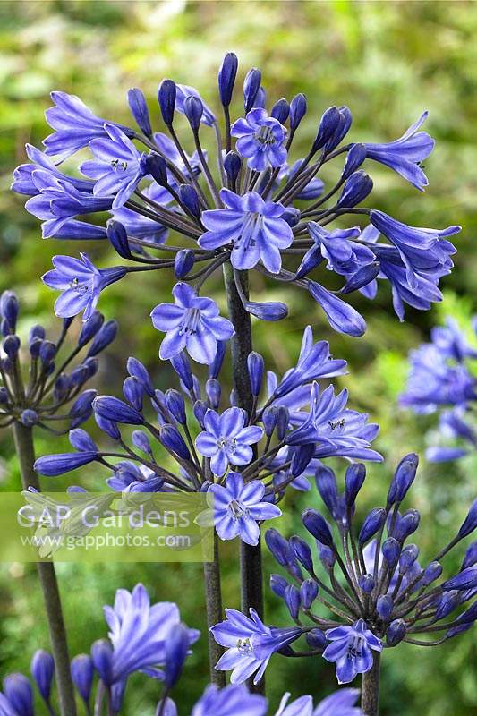 Agapanthus Black Buddhist