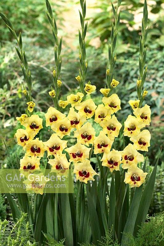 Gladiolus Veronica