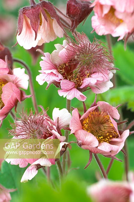 Geum Pink Frills