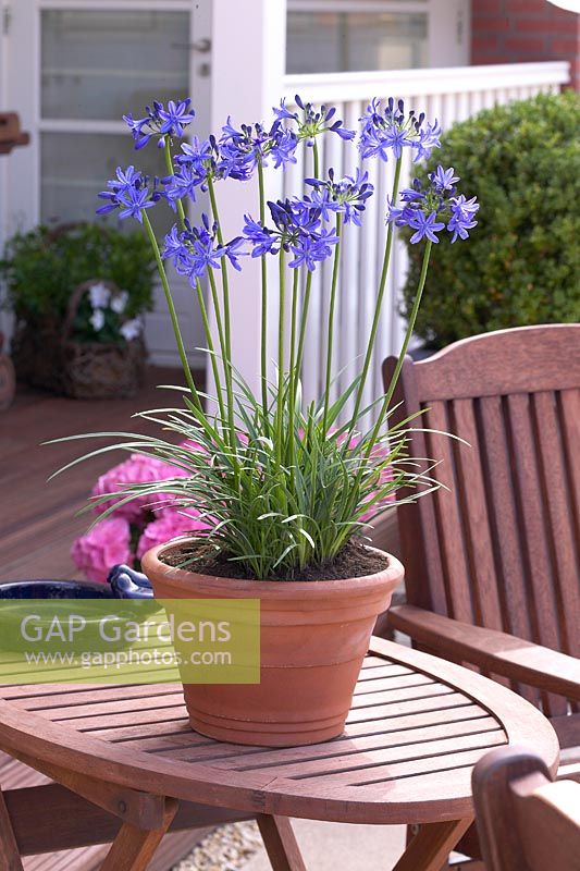 Agapanthus Lilliput