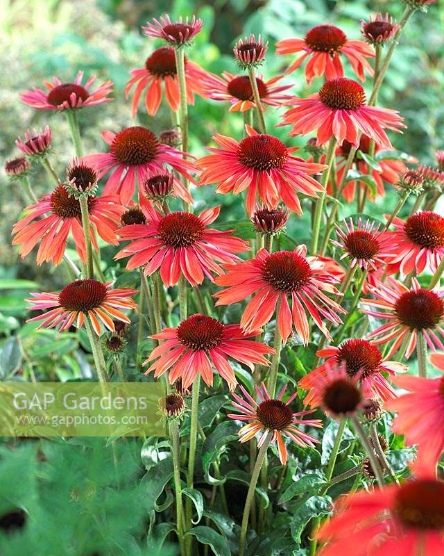 Echinacea Sundown