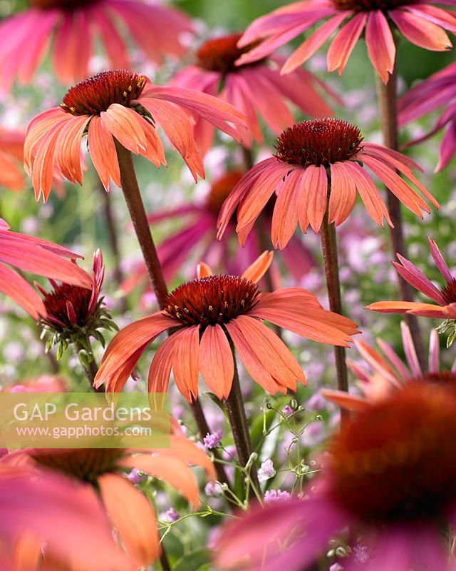 Echinacea purpurea Summer Sky 