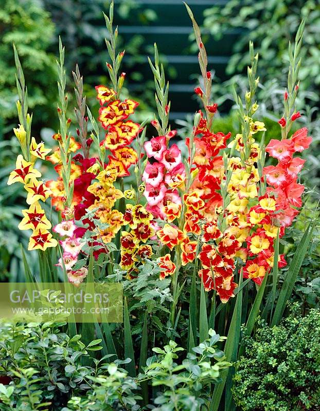 Gladiolus mixed